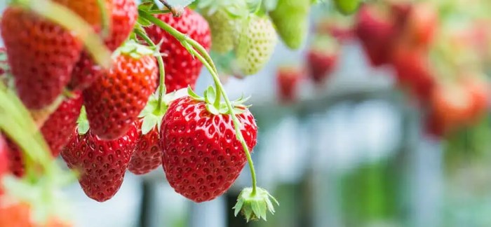 Strawberries growing indoors grow strawberry indoor tiny containers