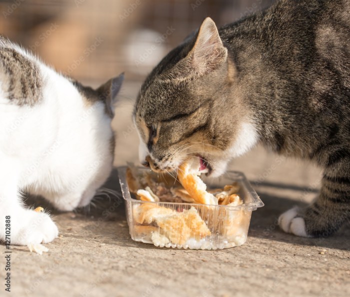 Eat bread cats cat eating chewy pet