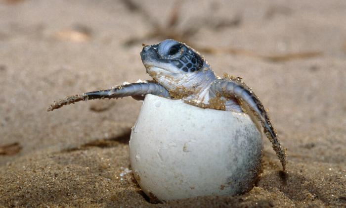 Sea ocean hawaii animals turtle water turtles creatures clear clark life baby beautiful little sand bay bar under photography summertime