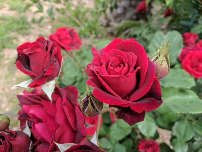 Rosen trellis obelisk englische garten rosas hardy foter rosensorten kletterrose