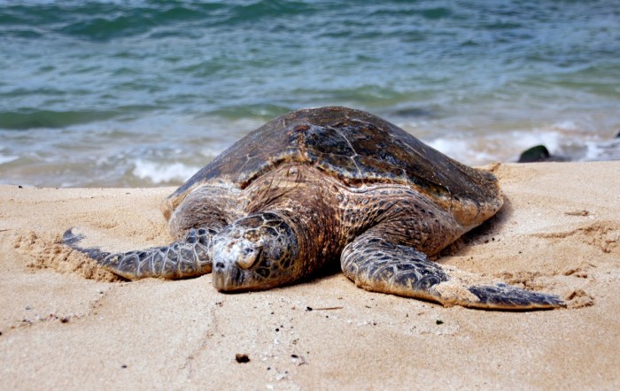 Sand sun sea dionysis turtles