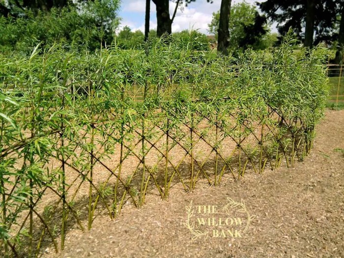 Fencing willow woven fedge wattle