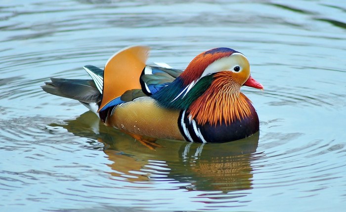 Bleu canard avec quelle couleur vetement