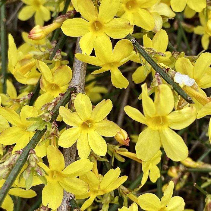 Jasmine winter jasminum polyanthum growing