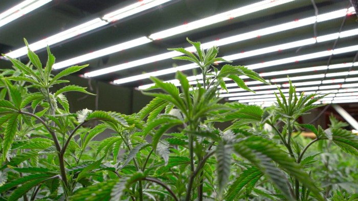 Panneau led cannabis