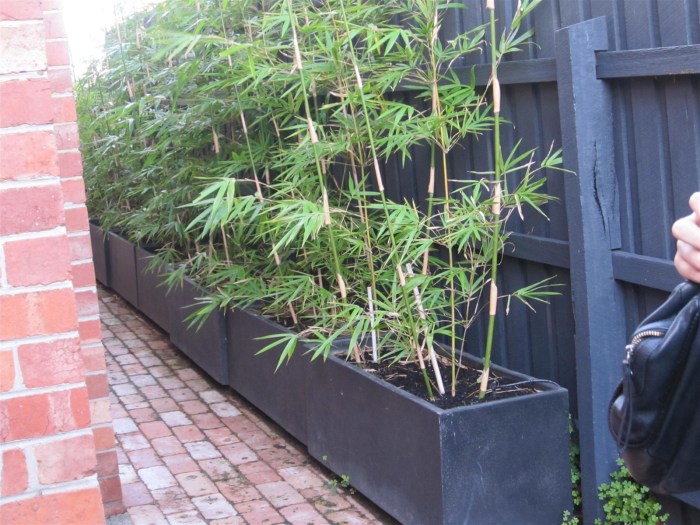 Bamboo planting