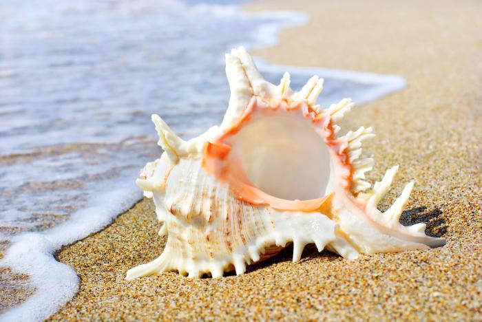 Bac a sable coquillage gifi