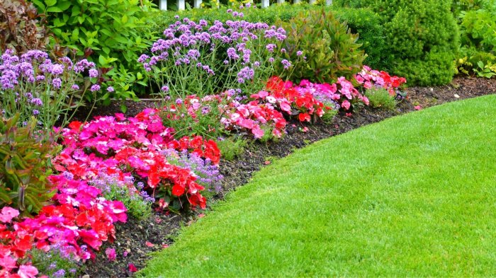 Bordure de fleurs vivaces