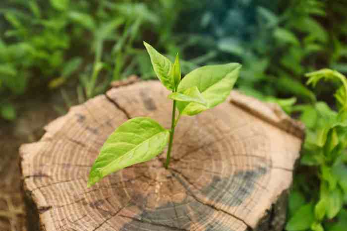 Regrow stumps stump