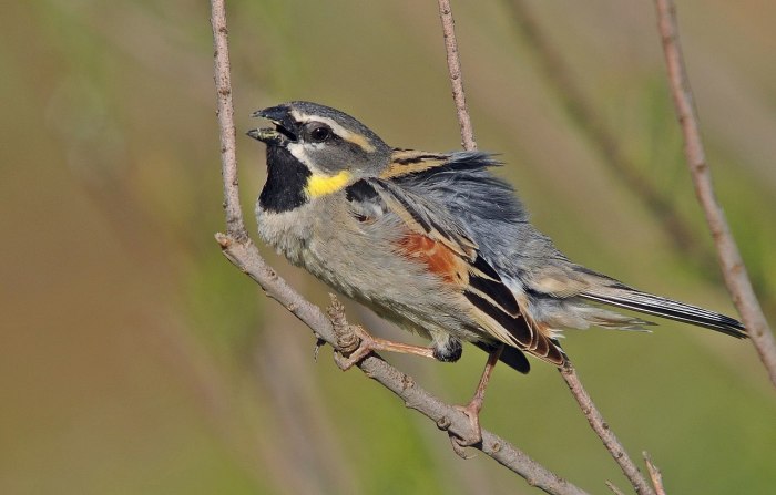 Sparrow house deterrents birds sparrows deterrent will invasion end experienced chances always windows open if nesting