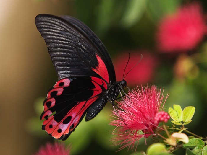 Butterfly red butterflies peacock trackbacks currently closed both comments