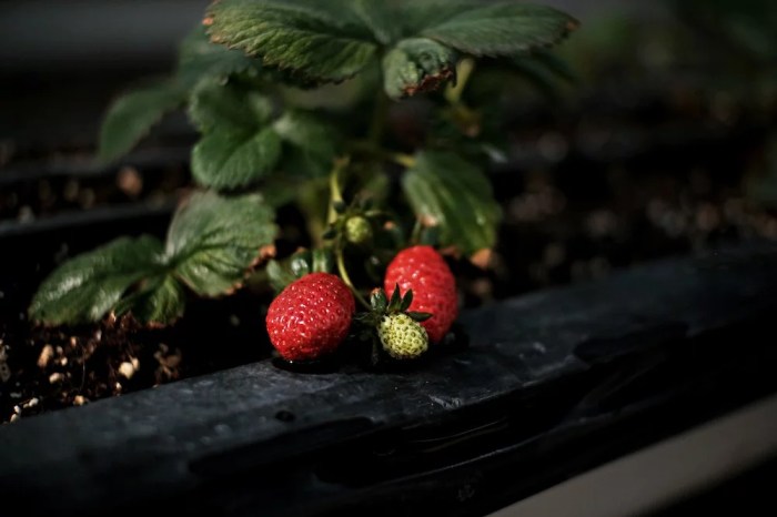 Faire pousser des fraises en interieur