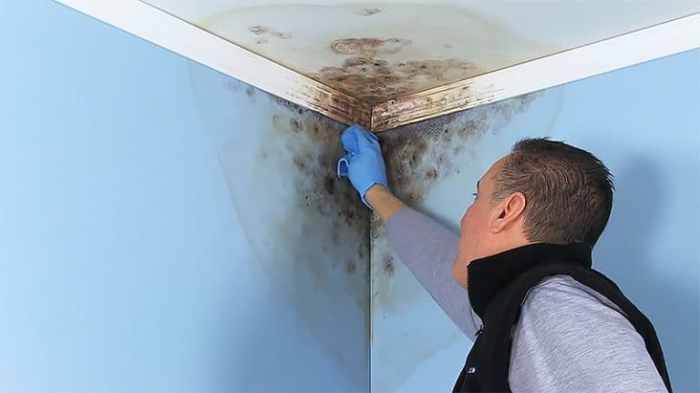 Mold mildew