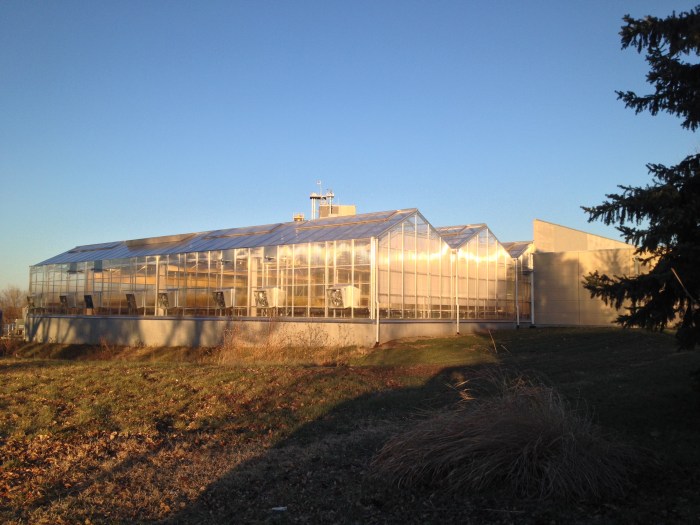 Greenhouse finished second hand near buying building dismantling re allotment appear did where other but garden