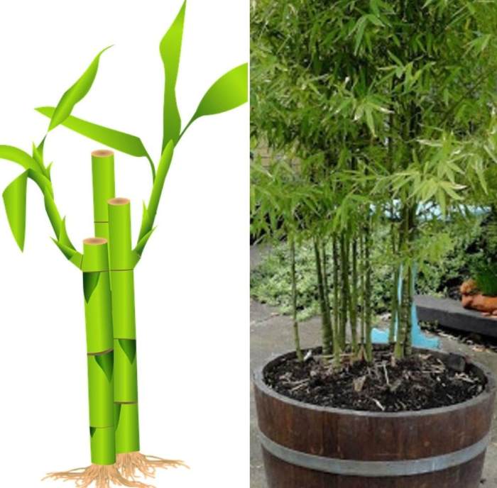 Bamboo pots privacy large plant planter galleries grass 2mb original dpreview box planters digital