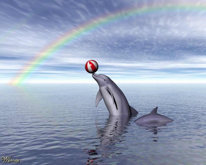 Delphin ou rainbow