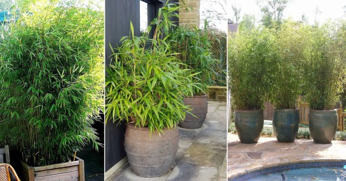 Bamboo plants plant growing planting trees fast invasive gardens varieties aren afraid these raised outdoor visit easily control saved tree