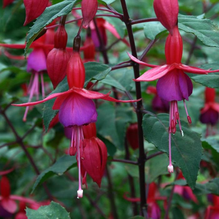 Image couleur rose fushia