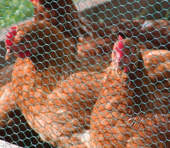 Wire mesh chicken coop china hexagonal