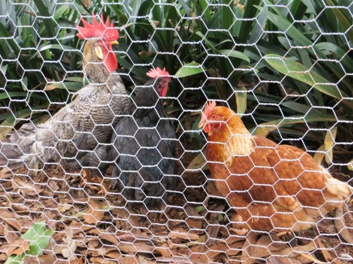 Chicken coop wire pvc mesh powder coated industrial may like quotations