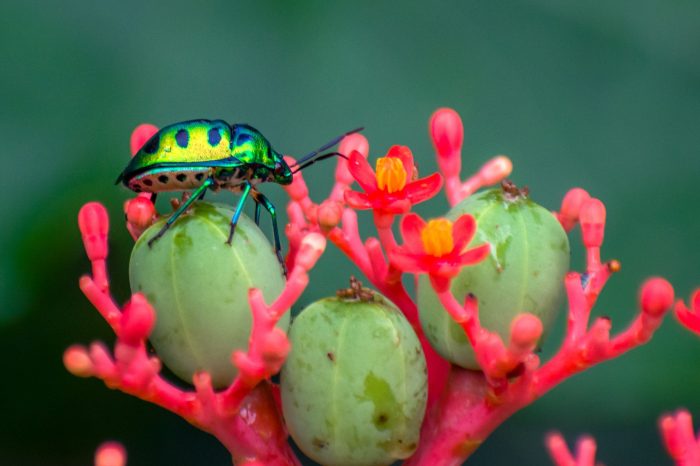 8 meilleures facons deloigner les insectes de votre maison