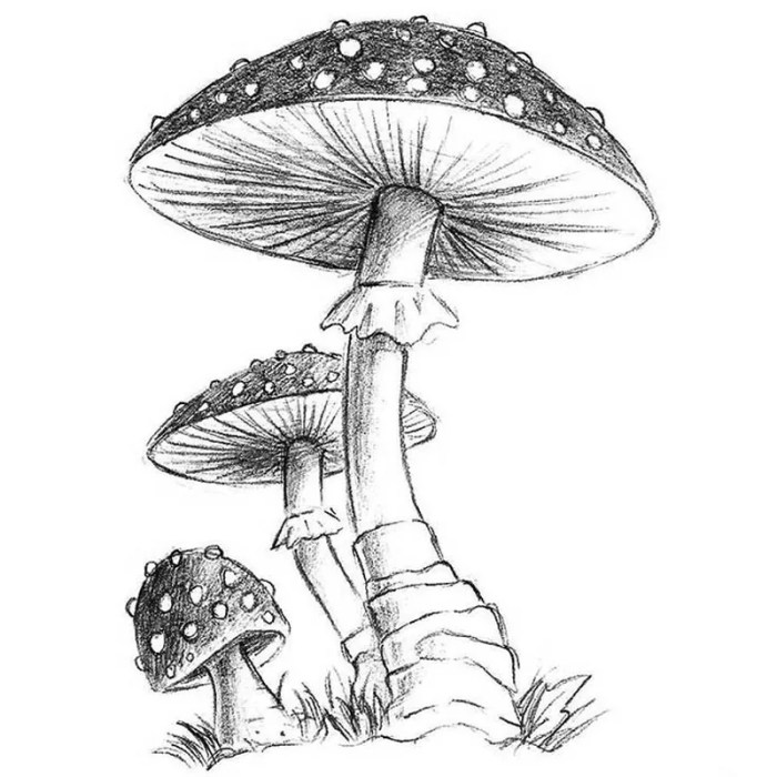 Comment dessiner un champignon