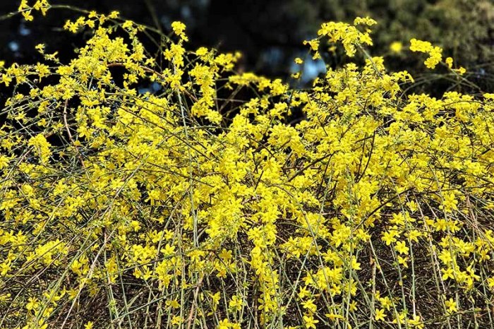 Winter jasmine plant care flowers