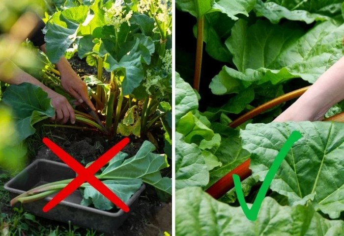 Rhubarb harvest stalks