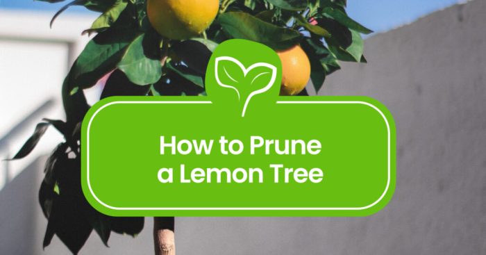 Prune