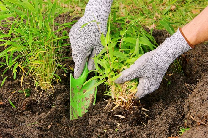 Planter des bambous en jardinire