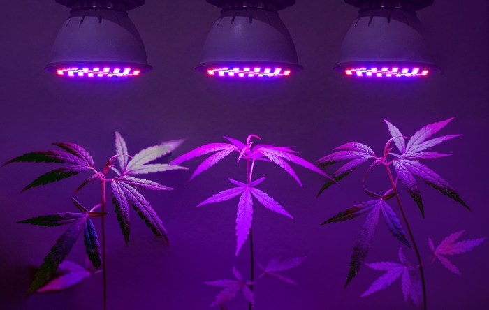 Panneau led cannabis