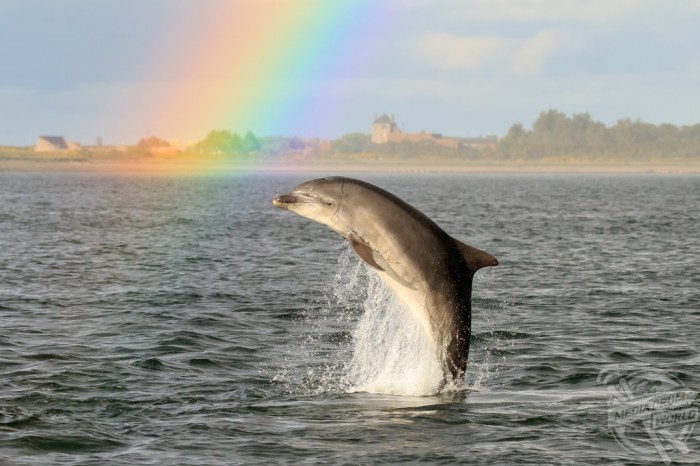 Dolphin rainbow dolphins two rainbows ha ocean bottlenose favourite things animals animal cutest under colours