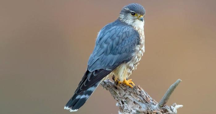 Merlin prey peak encouraging peregrine harrier falco columbarius uplands peregrines hen grouse moors cornell