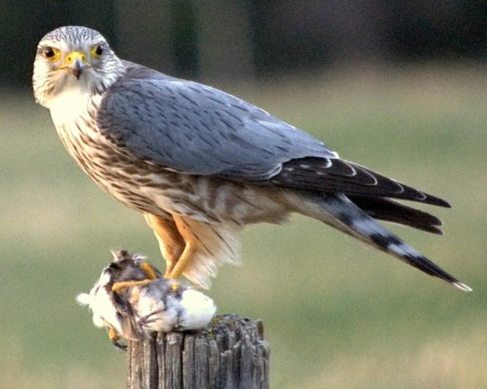 Filet oiseau leroy merlin