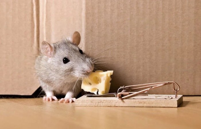 Nasse a rat leroy merlin