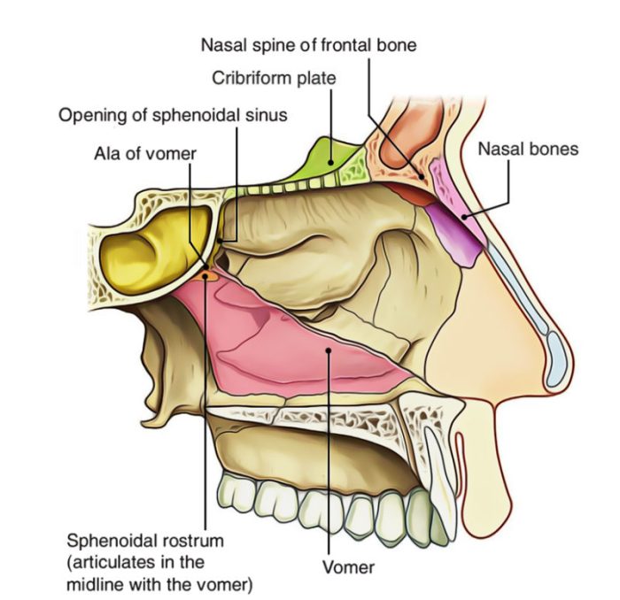 Nez de cloison bricoman