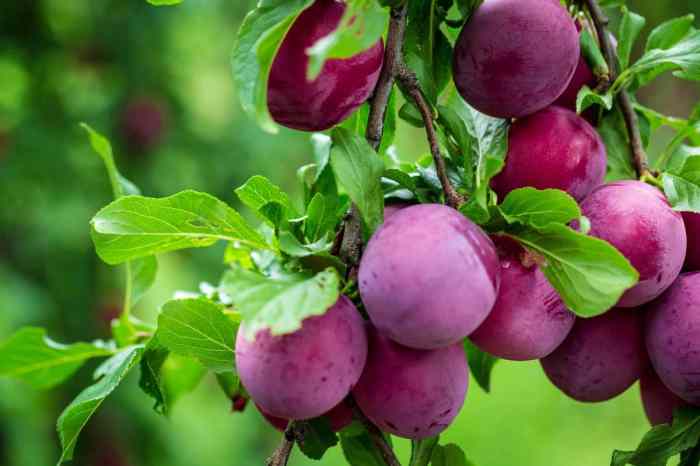 Cuisine prune et grise