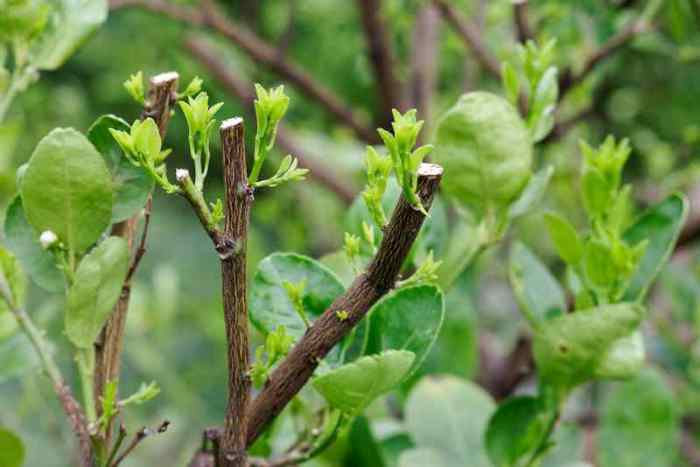 Comment tailler un citronnier 4 saisons