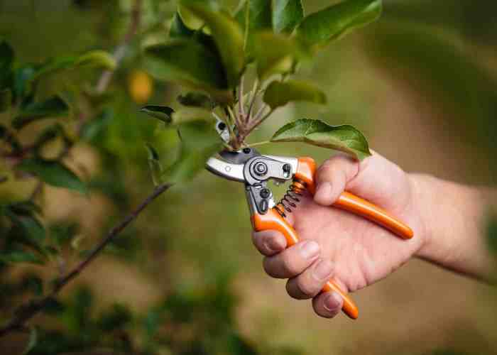 Quand tailler citronnier 4 saisons