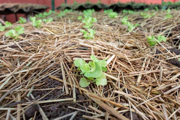 Straw mulch mulching vegetables soil forquilha palha tomatoes paglia paja tomate gardeningknowhow pacciamatura orto planting plantas feno tomato moist pá