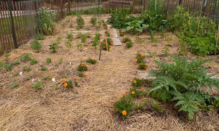 Mulching straw mulch