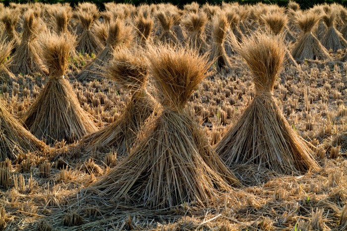 Papier peint paille de riz