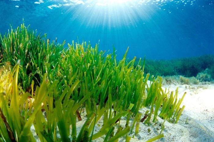 Seagrass meadows meadow stavely