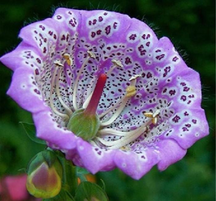 Nom de fleurs exotiques