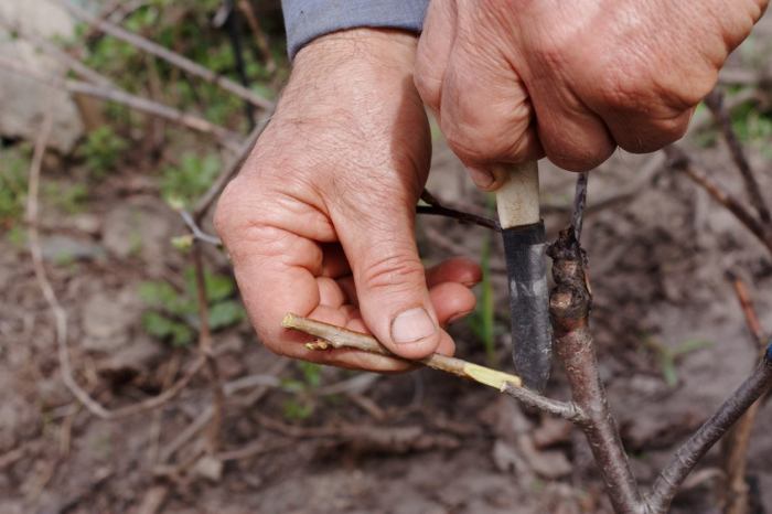 Rootstock scion grape rootstocks graft grafted vine onto