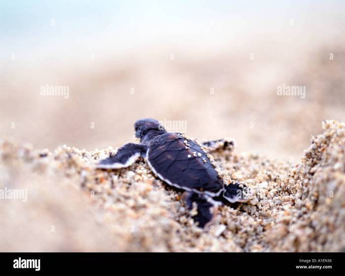 Bac a sable tortue