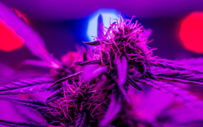 Leds culture tirez conseil luci sfruttare meglio coltivazione della royalqueenseeds médicale variétés marijuana