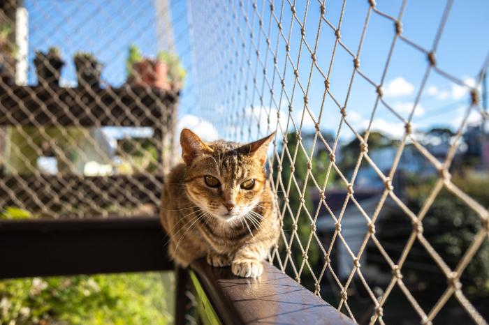 Filet balcon chat leroy merlin