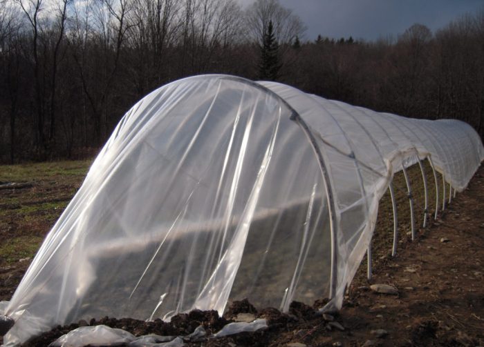 Polytunnel hang veg poly