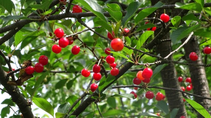 Abris de jardin cerisier